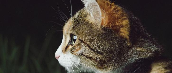 Домашние животные