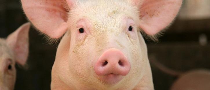 Свиноводство